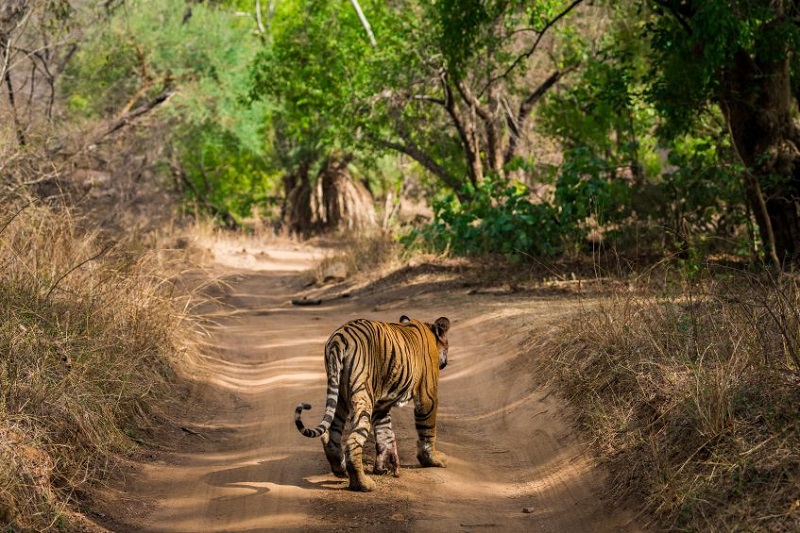 Jaipur - Ranthambore (safari)