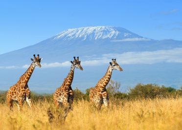 Lac Naivasha - Musée Karen Blixen - Parc national Amboseli