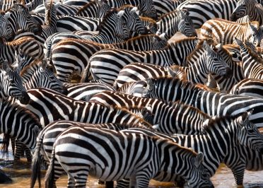 Amboseli - Namanga - Parc national de Manyara - Karatu