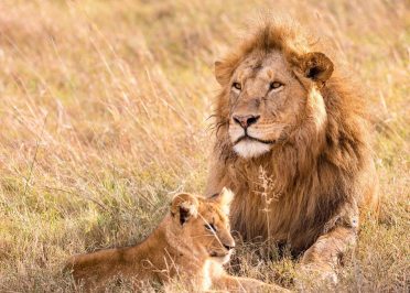 Parc national de Serengeti