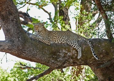 Parc national de Tarangire - Lac Burunge - Arusha - Zanzibar