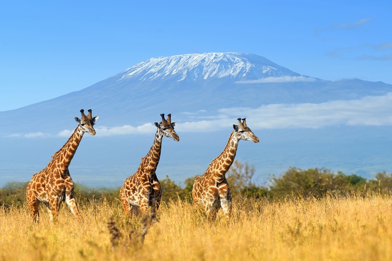 Lac Naivasha - Musée Karen Blixen - Parc national Amboseli