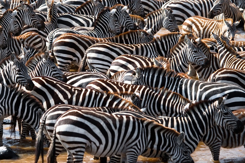 Amboseli - Namanga - Parc national de Manyara - Karatu