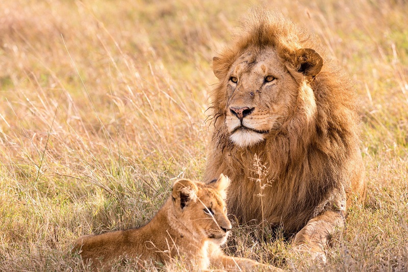 Parc national du Serengeti