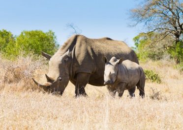 Safaris dans le Parc National de Hluhluwe