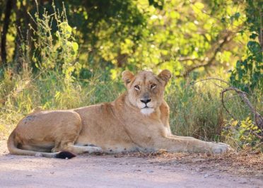 Hazyview - Safari Parc Kruger - Hazyview