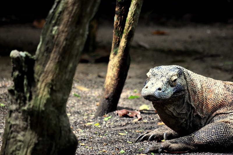 Labuan Bajo Journée en bateau dans l'archipel de Komodo
