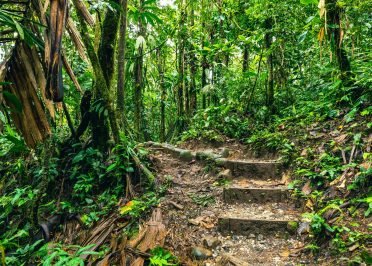 Excursion en forêt tropicale