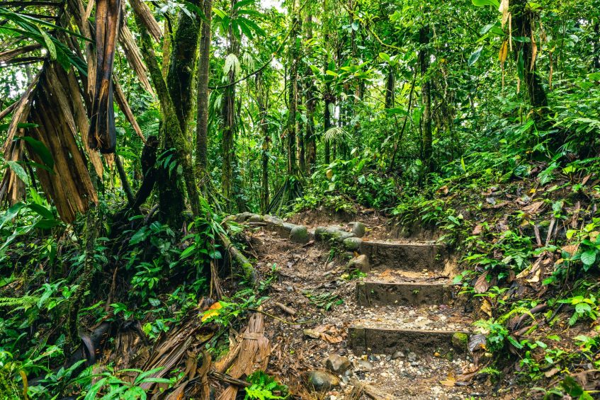 Excursion en forêt tropicale