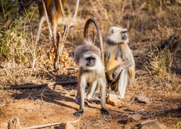 Jaipur - Ranthambore