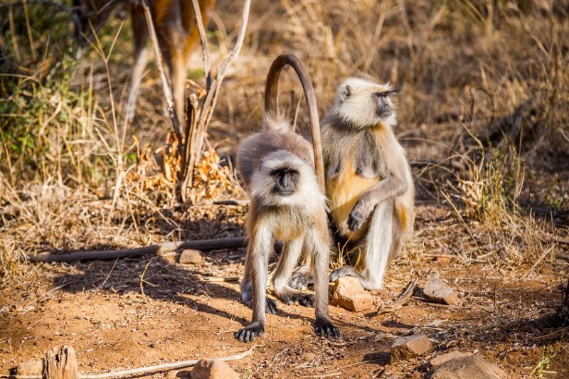Jaipur Ranthambore