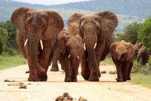 Les incontournables de l'Afrique du Sud
