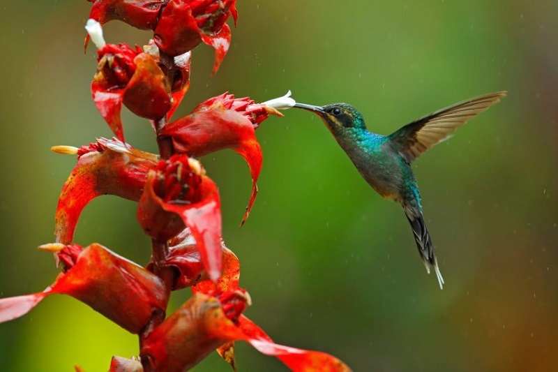 Monteverde  Tarcoles