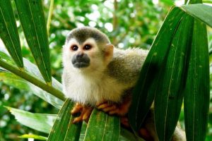 Les animaux emblématiques du Costa Rica