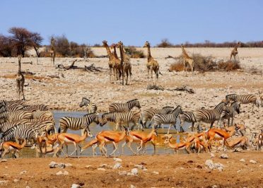 Etosha