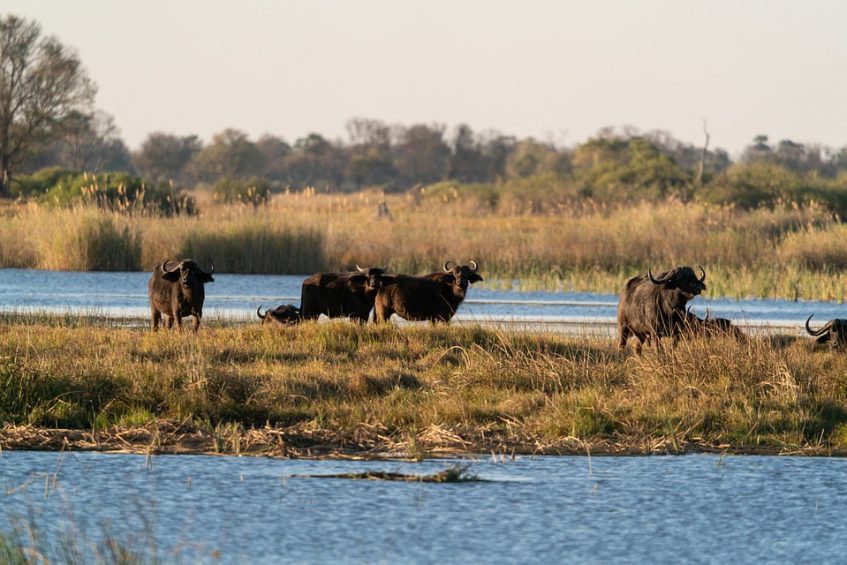 Etosha - Rundu