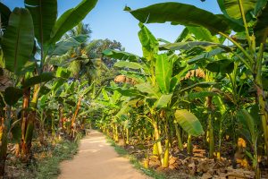 5 plantations à découvrir au Costa Rica