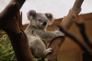 Découvrez le top 5 des animaux emblématiques d'Australie