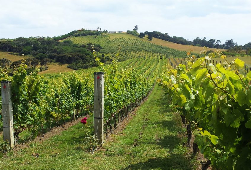Auckland - Waiheke - Auckland