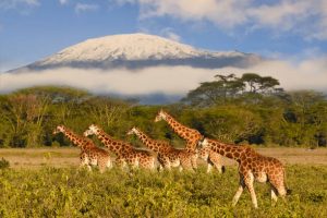 Les parcs nationaux emblématiques du Kenya