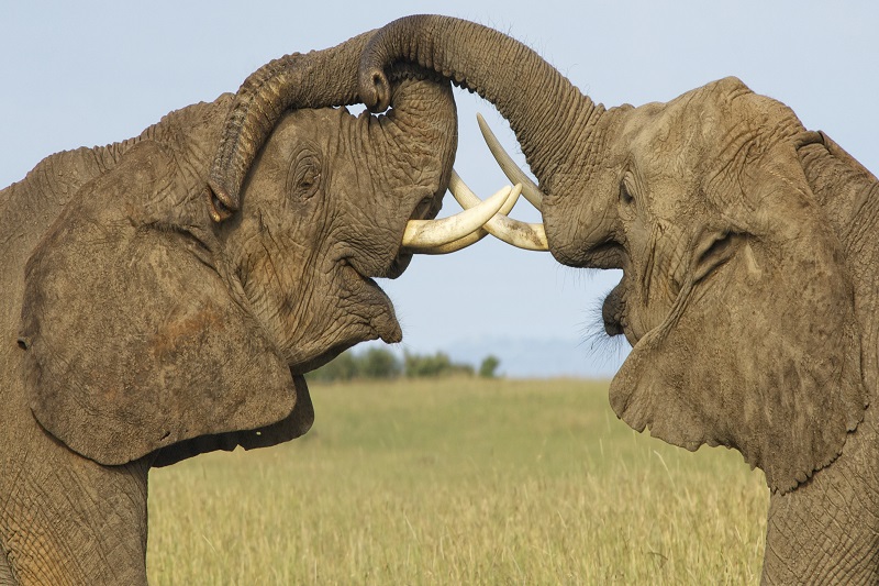 Parc national Amboseli