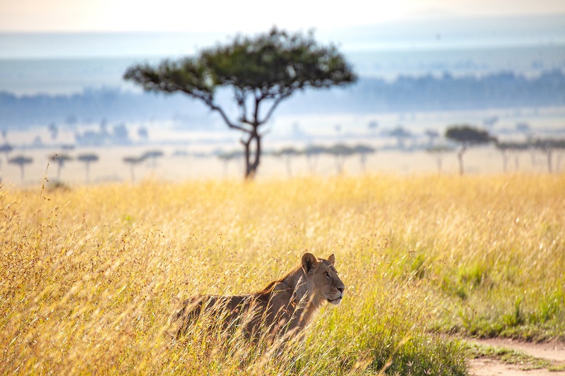 Région Ngorongoro  Parc national de Tarangire