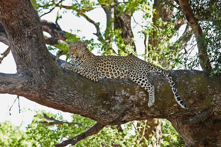 Parc national de Tarangire - Lac Burunge - Arusha - Zanzibar