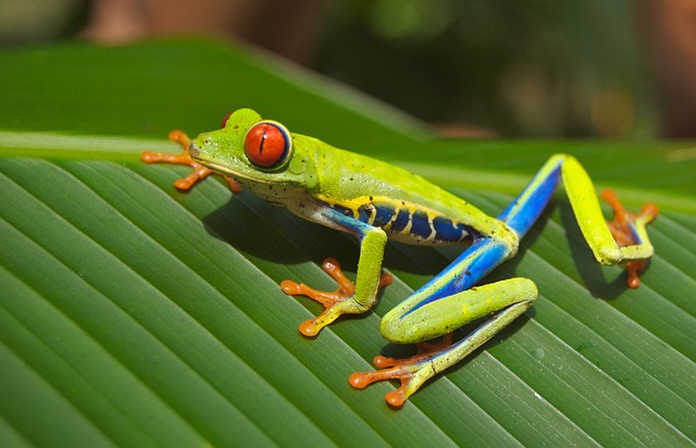 Les animaux emblématiques du Costa Rica