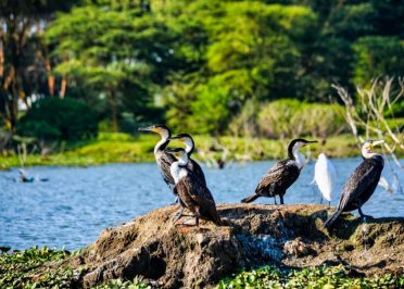 Lac Naivasha - Lac Nakuru - Lac Naivasha