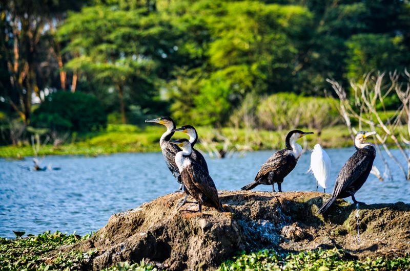 Lac Naivasha - Lac Nakuru - Lac Naivasha