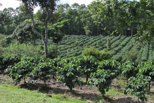 La culture du café au Costa Rica : voyage au cœur de la tasse parfaite