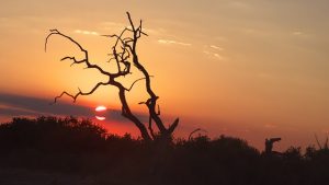 Parc National de Chobe : L'éden de la faune en Afrique Australe
