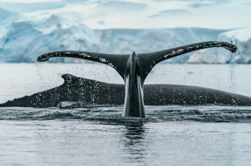 Passion Croisière Expédition Antarctique