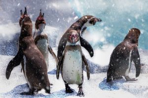 La faune extraordinaire de l'Antarctique : un monde polaire surprenant