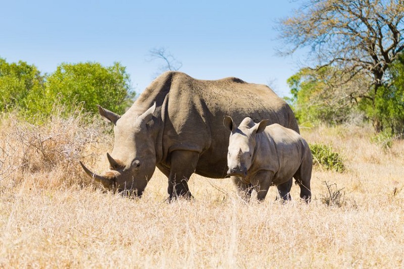 Safaris dans le Parc National de Hluhluwe
