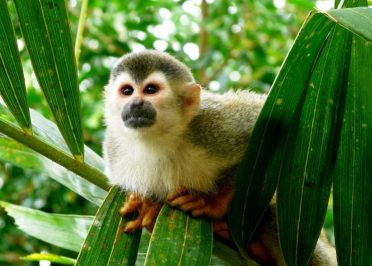 Tarcoles - Manuel Antonio - Tarcoles