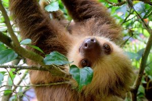 Monteverde: Un trésor naturel au cœur du Costa Rica