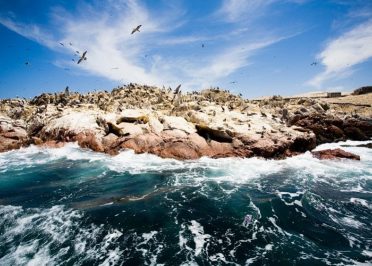 Paracas - Iles Ballestas - Lima