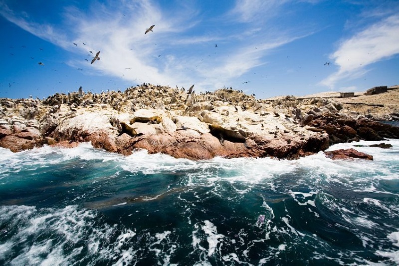 Paracas - Iles Ballestas - Lima