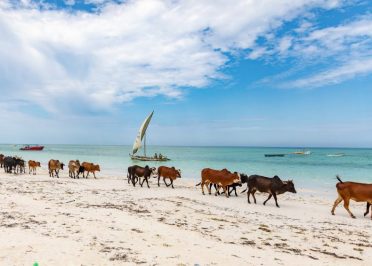 Parc national de Tarangire - Arusha - Zanzibar