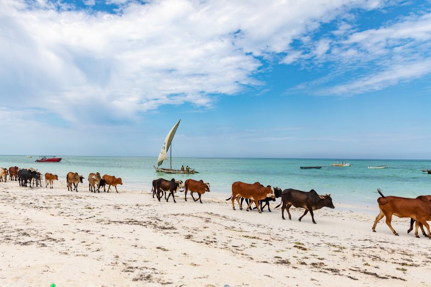 Parc national de Tarangire  Arusha - Zanzibar