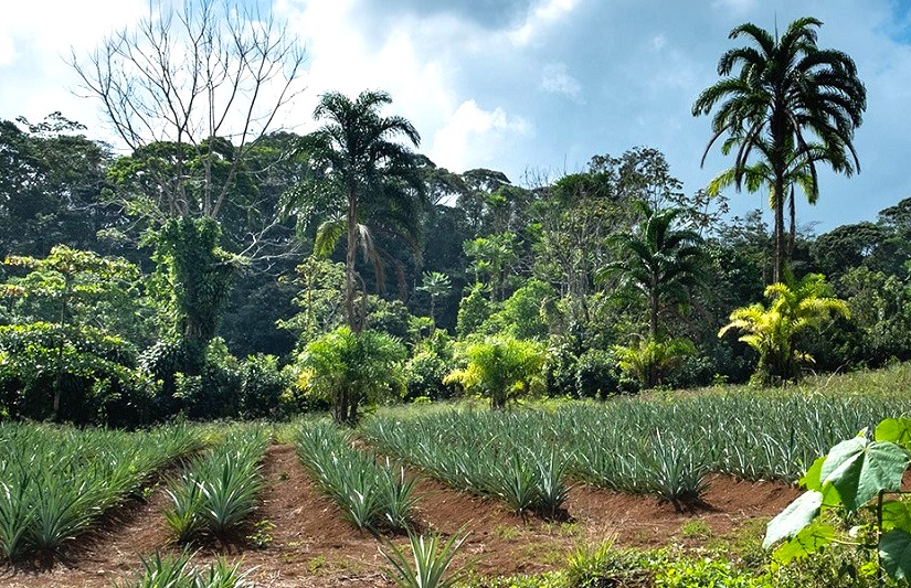 Caraïbes Sud - Sarapiqui