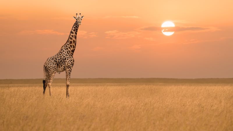 Afrique du Sud boat