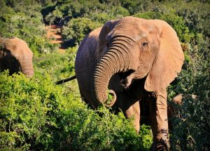 Les raisons captivantes de visiter le Parc Kruger en Afrique du Sud