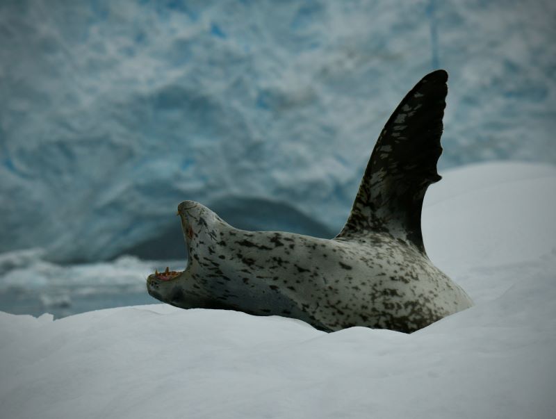 Navigation en Péninsule Antarctique