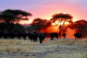 10 films à voir avant un voyage au Kenya et en Tanzanie
