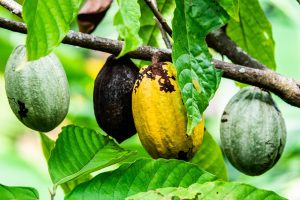 Savourez les délices de la gastronomie costaricienne lors du circuit Passion Costa Rica