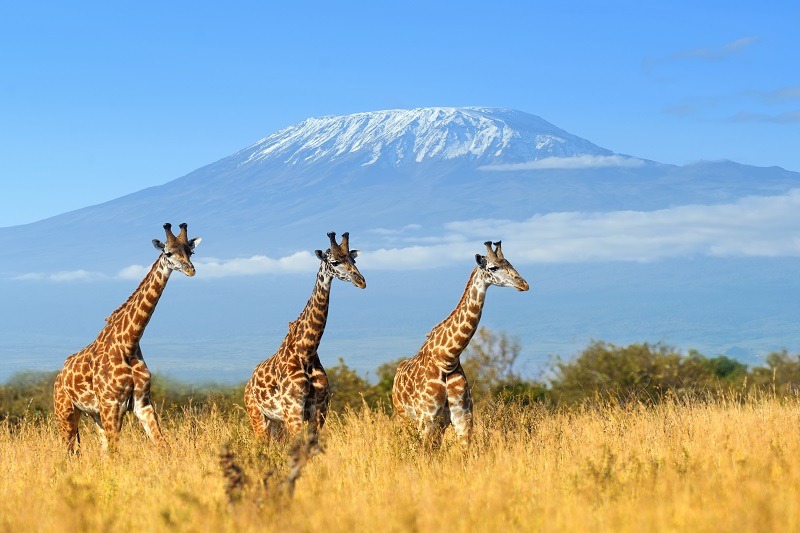Parc national Amboseli