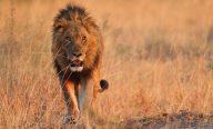 Kenya, Tanzanie, Zanzibar