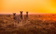 Kenya et Tanzanie